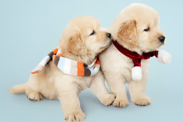 The Golden Rule of Grooming: Never Brush a Dry Coat